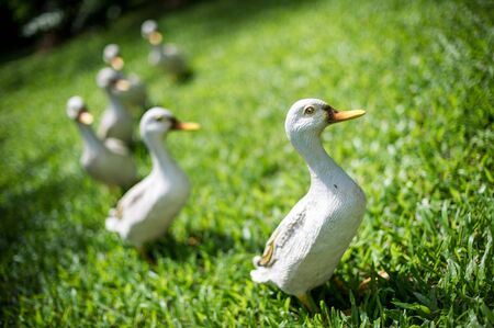 Raisin ducks in the fieldの写真素材