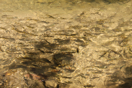 Small fishes in pond