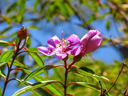 Flowersの写真素材