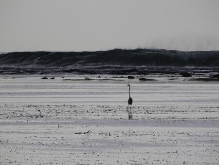 Silent beach with birds and cloudsの写真素材