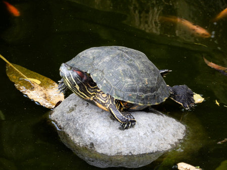 Turtle in water