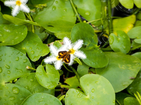 White flower with butterfly