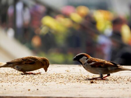Sparrow playing outdoorsの写真素材