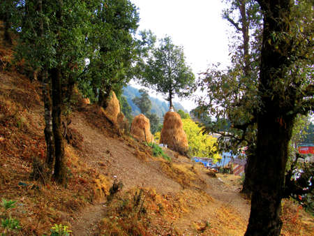 Inside forestのeditorial素材