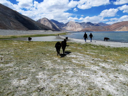 Cow near lake and mountainsのeditorial素材