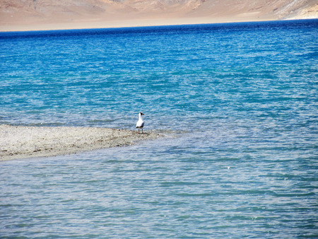 Birds in the lakeの写真素材