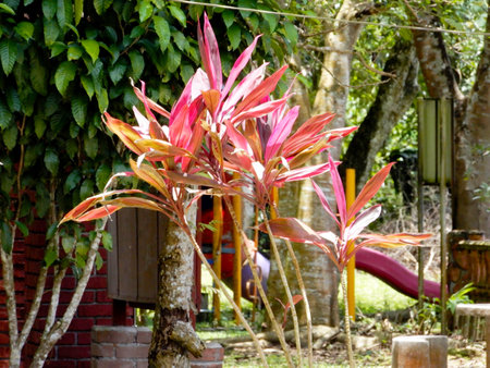 Gardenの写真素材