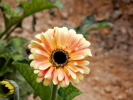 Gerbera Daisyの写真素材