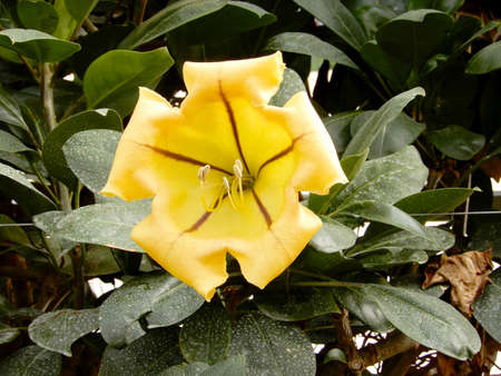 Flower gardeningの写真素材