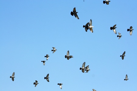 birdsの写真素材
