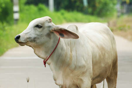 little cowの写真素材