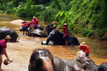 elephant take a bath