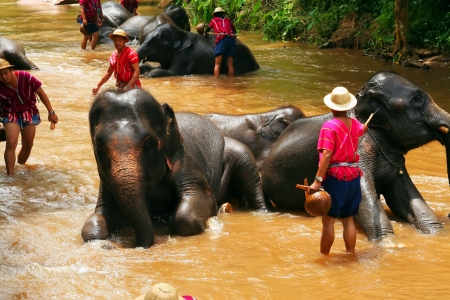 elephant take a bathのeditorial素材
