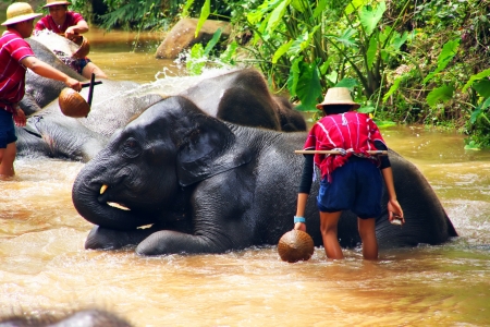 elephant take a bathのeditorial素材