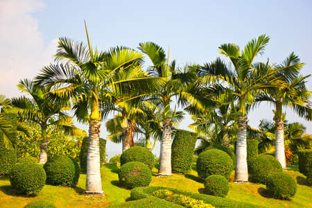 pine at  royal flora ratchaphruekの写真素材