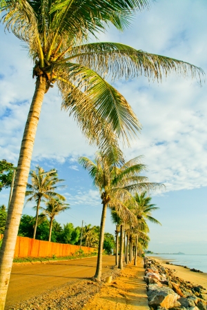 Morning light and coconut tree at Pranburi beach, thailandの写真素材
