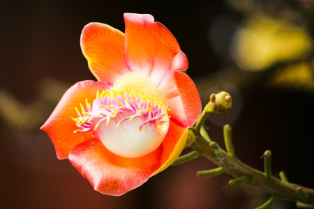 Cannonball flowerの写真素材