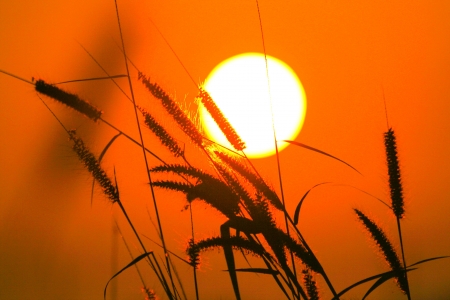 Picture of beautiful flower grass and sunriseの写真素材