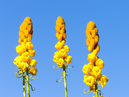 yellow flowerの写真素材