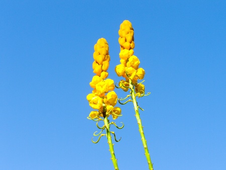 yellow flowerの写真素材