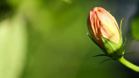 Orange Hibiscusの写真素材