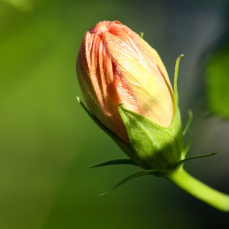 Orange Hibiscusの写真素材