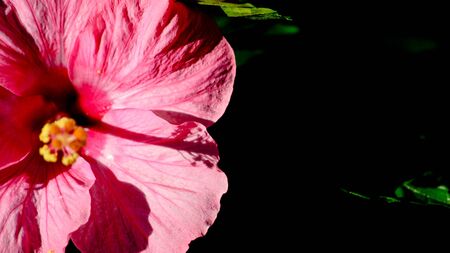 Pink Hibiscusの写真素材