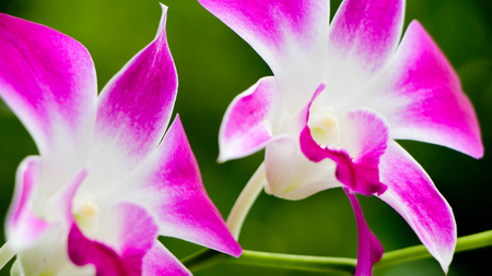 thai orchidの写真素材