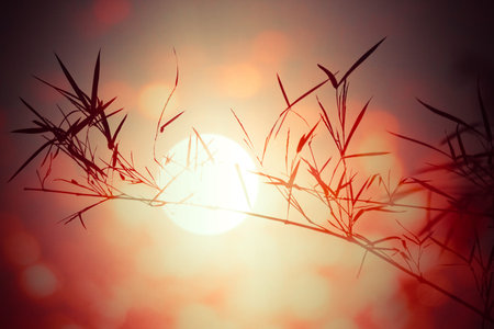 Vintage of Sun and bamboo shadow の写真素材