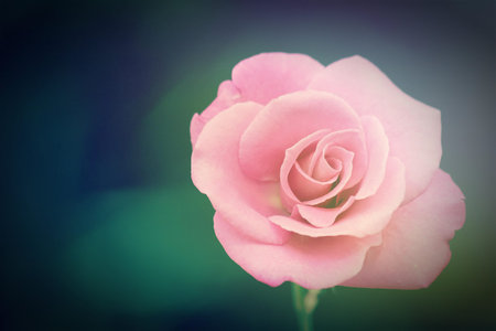 Pink rosesの写真素材