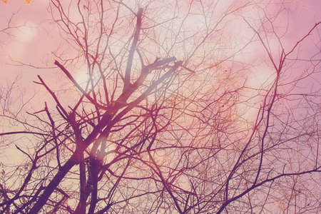 tree  branchの写真素材