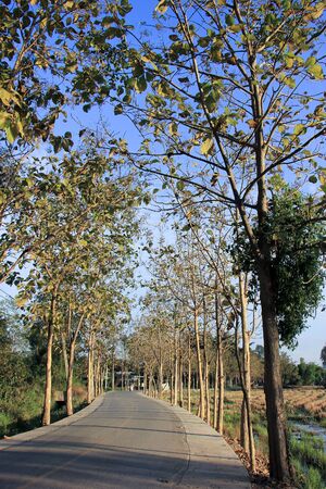 CHIANGMAI , THAILAND - JANUARY 16 2015:  Green Road in Rural of Chiangmai Province. Photo at road in Chiangmai, thailand.のeditorial素材