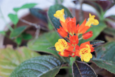 Lantana flower