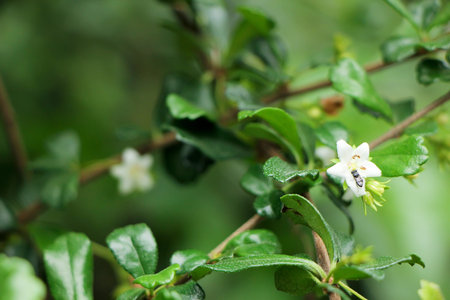 Close up Flower of Carmona retusa Vahl Masam