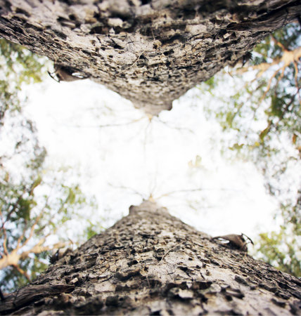 Close up of Big tree in soft color