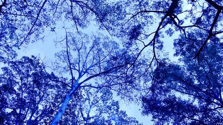 Close up of Big tree in soft colorの写真素材