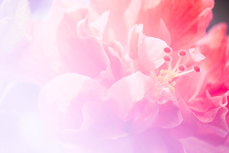 Close up of Orange Hibiscus Flower in soft colorの写真素材