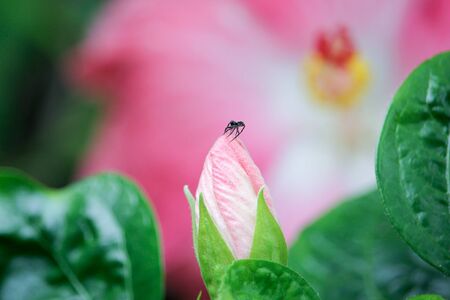 Spider and Pink Hibiscus Flowerの写真素材