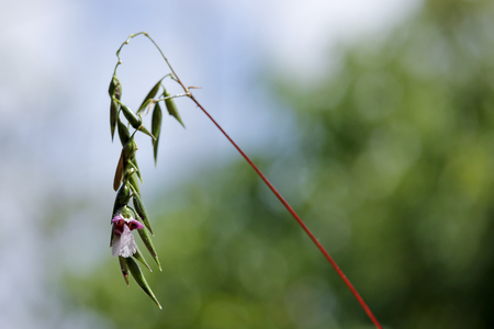 Close up of Thalia dealbata J.fraser. flowerの写真素材