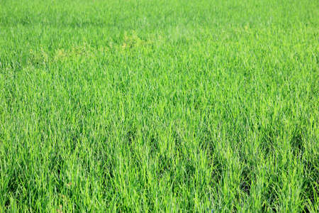 Rice fieldの写真素材