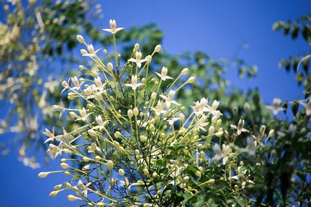 Indian cork tree Millingtonia hortensis Linn.f flowers.の写真素材