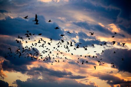 Clouds with birds on sunrise timeの写真素材