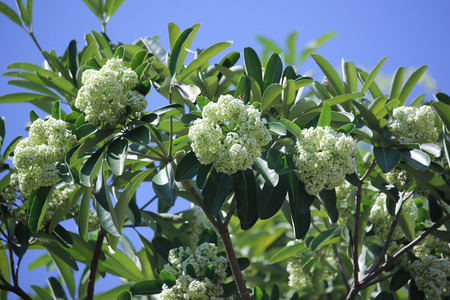 Blackboard Tree, Devil Tree, Alstonia scholaris Linn. R. Br., Flowers, herbs, Thailand has medicinal properties.の写真素材