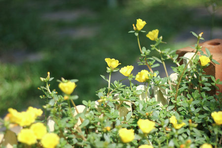 Common Purslane, Verdolaga, Pigweed, Little Hogweed or Pusley flowerの写真素材