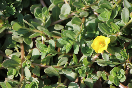 Common Purslane, Verdolaga, Pigweed, Little Hogweed or Pusley flowerの写真素材