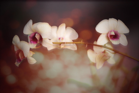 Close up of Yellow orchids flower .の写真素材