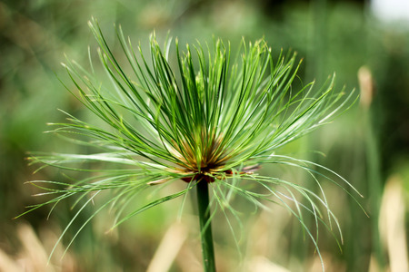 Close up of Papyrus tree .の写真素材