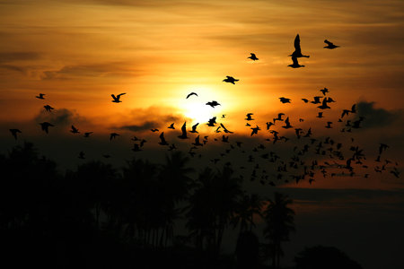 Bird over sea on Morning time