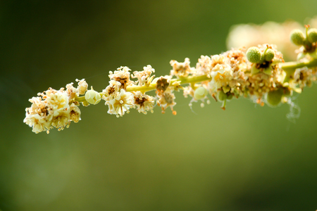 Close up of longan flowerの写真素材