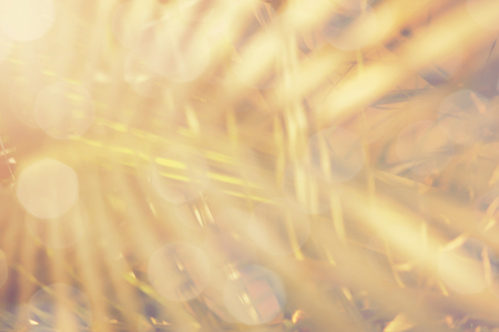 Vintage blur Close up of Palm treeの写真素材